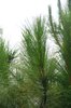 pine needles