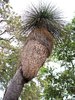 grass tree