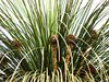 grass tree
