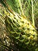 zamia palms