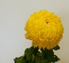 chrysanthemum