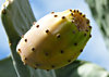 prickly pear fruit