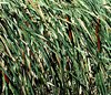 reeds and rushes