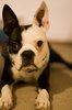 Boston Terrier