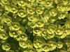 Lime-green flowers