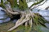 dying tree