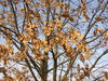 Autumn leaves