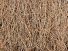 Dry twigs of a creeper