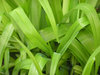 Fresh green grass