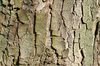 Sycamore bark