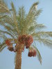 dates 1