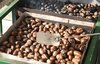 chestnut