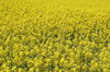 rape texture