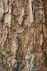 tree bark