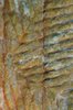 Cheese skin 2