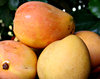 sweet mangoes