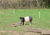 young piglet