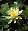 water flowers