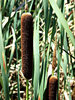 bullrushes