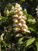 Blooming chestnut