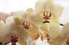 orchid