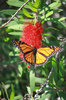 Flitting monarch
