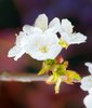 Apple blossom