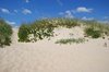Dunes and plants