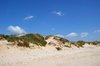Dunes and plants
