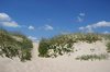 Dunes and plants