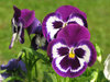 blue pansies