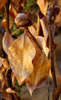 brown & brittle