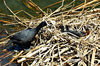 coot nestlings