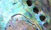colourful shell