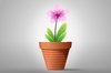 Flowers in Pot