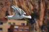 seagull