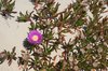 Purple flower