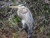 heron