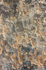 Tree texture