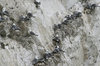 Kittiwake gull colony