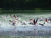 Flamingos taking off