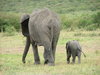 Elephants going home