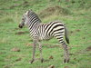 Baby zebra