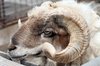 Curly Horned Ram