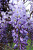 wisteria cascades,
