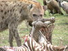 Hyena feeding