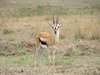 Thompson's Gazelle
