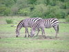 Grazing zebras