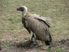 Vulture
