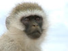 Vervet Monkey